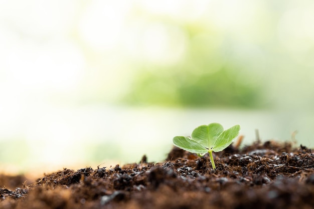 Brote verde que crece en el jardín con sol