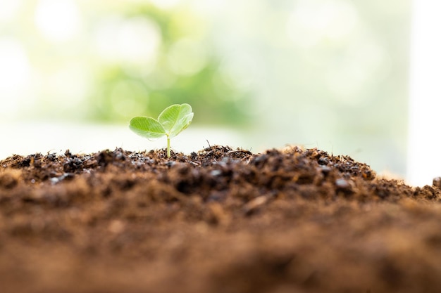 Brote verde que crece en el jardín con sol