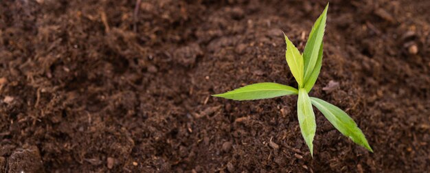 Brote verde que crece desde el suelo concepto nuevo o iniciador o principiante Brotes de semillas en el s