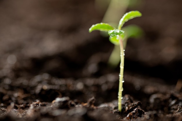 Foto brote verde que crece desde el suelo con gotas de agua en las hojas concepto nuevo o de inicio plántulas en el suelo