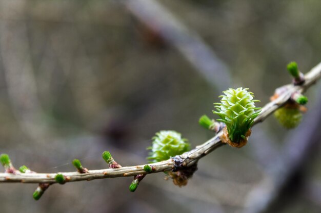 Brote verde en una rama en primavera