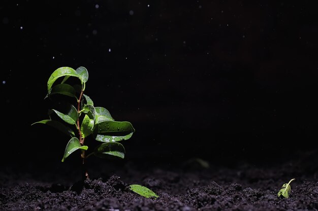 Brote verde en el suelo. Concepto de primavera. Plántulas en el suelo. Actualizar la naturaleza es una idea. Las manos plantan un brote en el suelo.