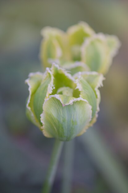 Brote verde del tulipán con las hojas. Tulip Viridiflora Green Jay