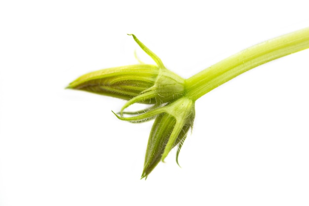 Brotes sin abrir de flores de calabaza calabacín sobre un fondo blanco. El exceso de capullos de flores estériles se elimina de las plantas para una mejor fructificación.