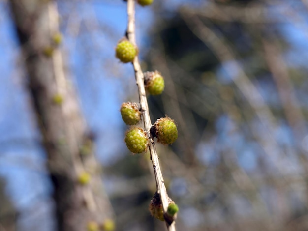 Brotes de alerce jóvenes sobre un fondo natural