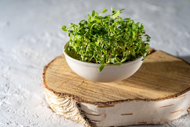 Foto brotes de alfalfa en un tazón blanco cultivar microvegetales para alimentos alimentos vitamínicos saludables germinar semillas de alfalfa cultivar microvegetales en casa hojas y brotes de una planta verde