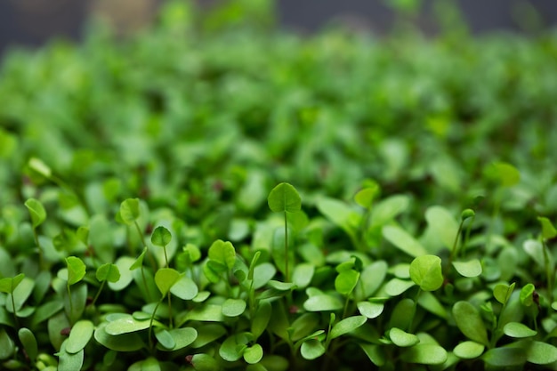 Brotes de alfalfa vegetal micro microgeen primer plano