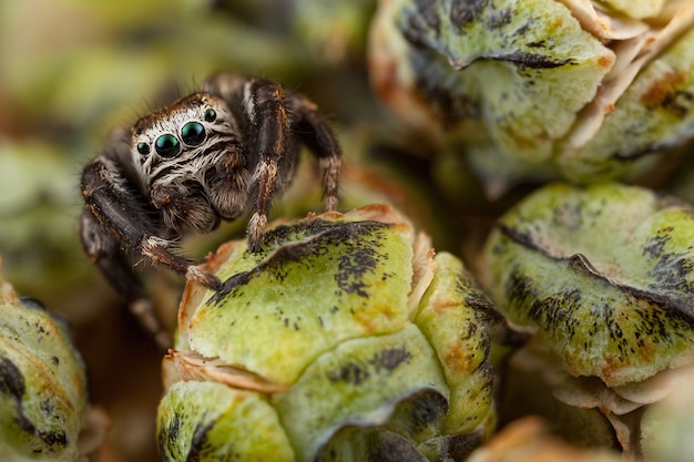 Brotes de araña saltarina y thuja muy similares al repollo