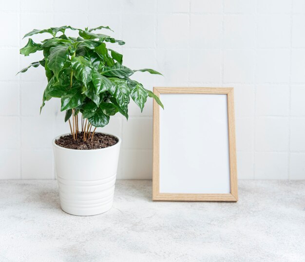 Brotes de árbol de planta de café en una maceta sobre la mesa y simulacro de marco de póster