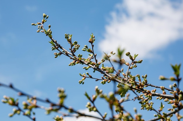 Brotes de árbol de primavera en la rama. Fondo de la naturaleza.