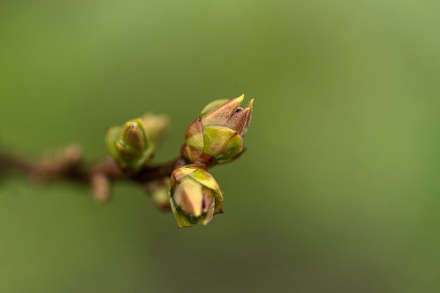 brotes de árboles verdes