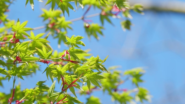 Los brotes de arce japonés en verde y rojo follaje verde brillante se despliegan en abril primavera de cerca