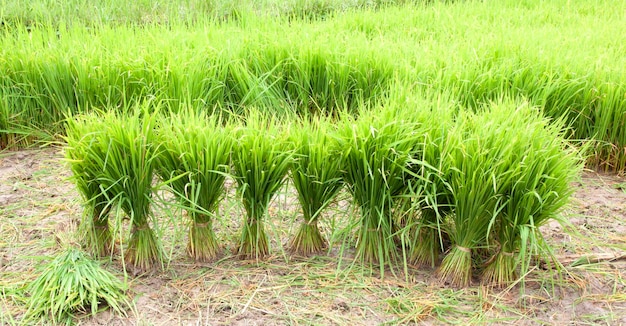 brotes de arroz temporada de siembra paquete de brotes de arroz