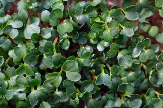 Brotes de berro closeup microgreens alimento vegetal