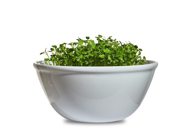 Brotes de berros verdes en un recipiente blanco Microgreens aislado sobre fondo blanco Fuente de vitaminas y microelementos
