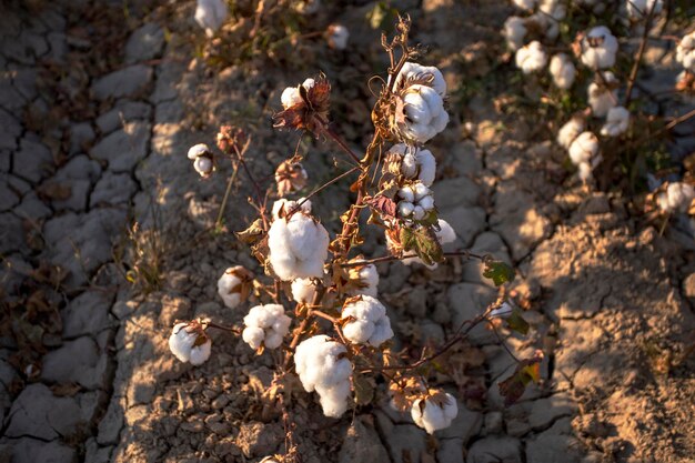 Brotes blancos en una planta de algodón