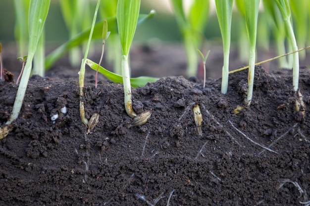 Brotes brotados de cebada y trigo en suelo con raíces Fondo borroso