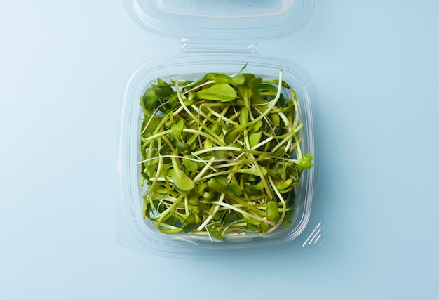 Brotes y brotes de girasol en una caja de plástico sobre un fondo vacío aislado Ensalada microverde verde