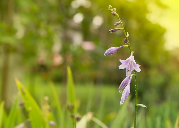 Los brotes de las campanillas púrpuras en flor en primer plano 2