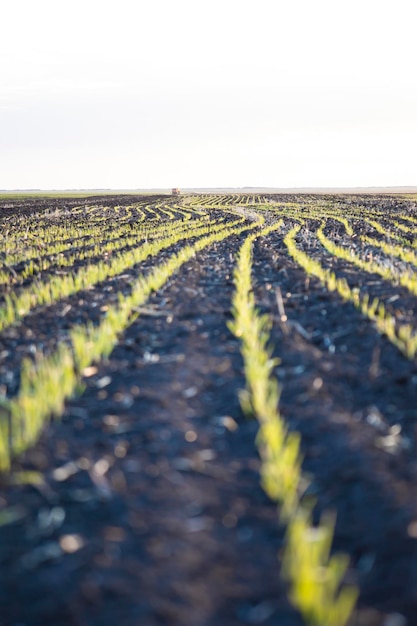 Brotes en el campo de trigo, futura cosecha.