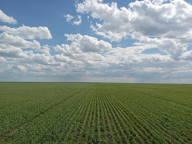 Foto brotes en el campo de trigo, futura cosecha.