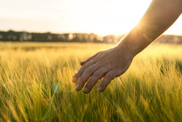 Brotes de cebada en la mano de un agricultor. Caminando por el campo Comprobación de cultivos de cebada.