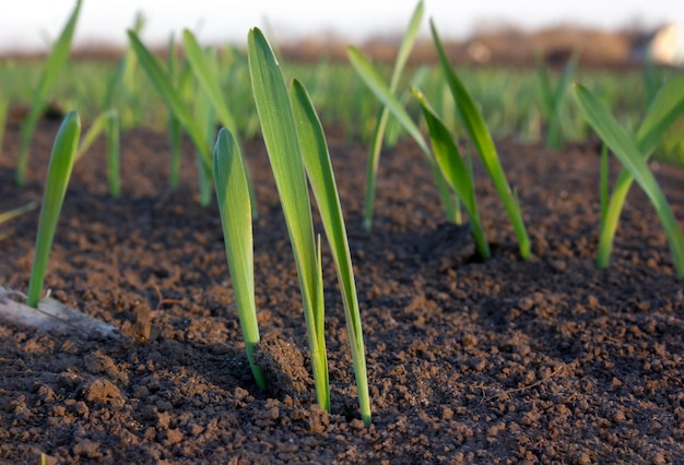 Brotes de cebada o trigo germinados en el suelo en el campo de la agricultura Foto con luz solar suave por la noche