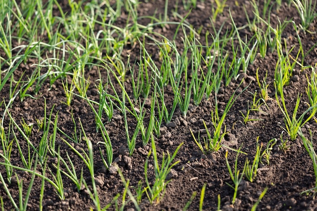 Brotes de cebolla verde en un huerto en filas, concepto de agricultura