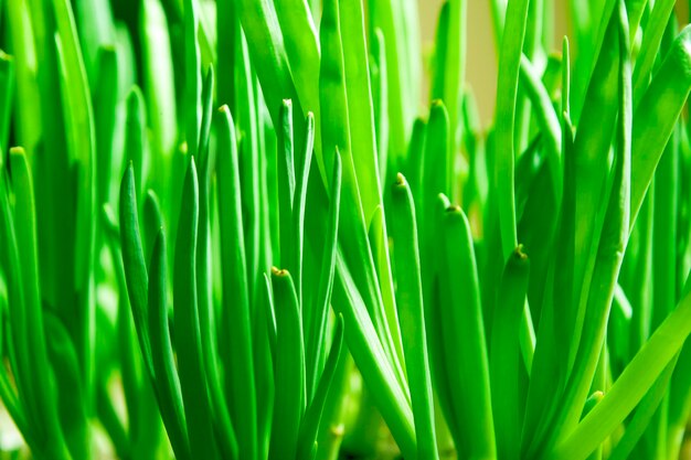 brotes de cebollas verdes