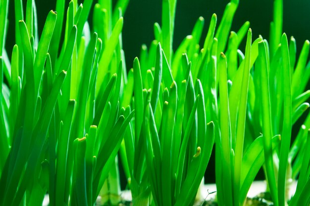 brotes de cebollas verdes