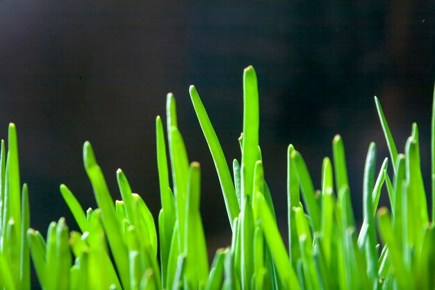 brotes de cebollas verdes