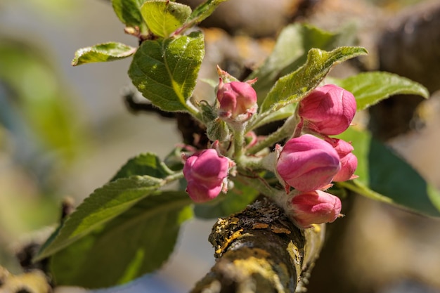 los brotes del cerezo están floreciendo