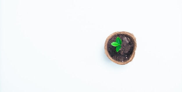 Brotes de cítricos brotan en una olla de turba sobre un blanco