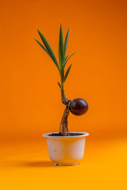 brotes de coco en una olla