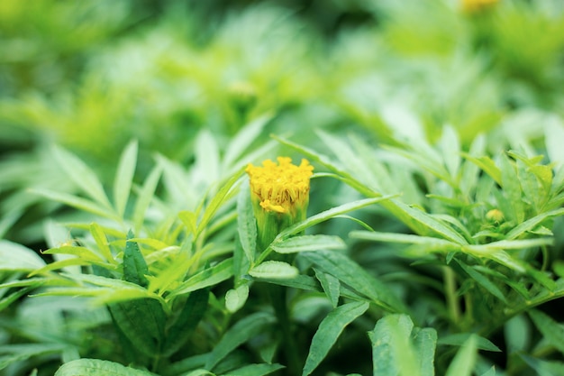 Brotes crecientes de la maravilla en el jardín.