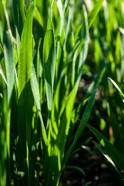 Brotes de cultivos de trigo de primavera verde cerca de la agricultura de primavera