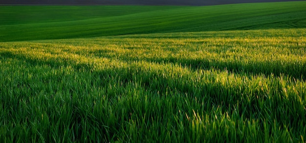 Brotes de cultivos de trigo de primavera verde cerca de la agricultura de primavera