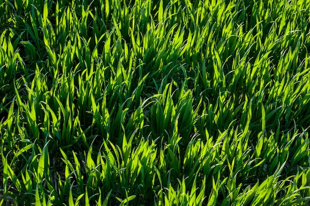 Brotes de cultivos de trigo de primavera verde cerrar vista superior