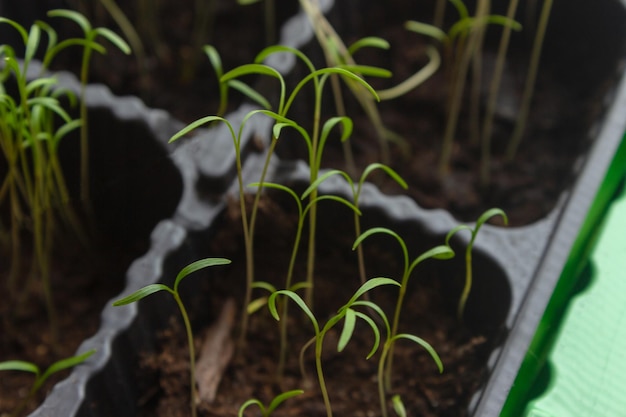 Brotes de eneldo cultivados en el alféizar de la ventana Concepto ecológico