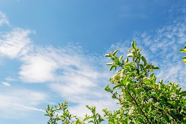 Brotes de escoba de carnicero bajo un cielo nublado