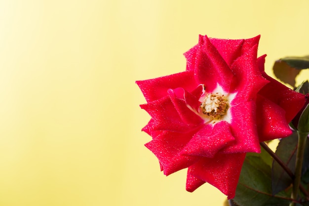 Foto brotes y flor rosa roja sobre amarillo