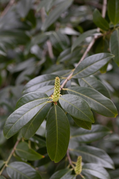 Los brotes florecen el laurel de cerezo Prunus laurocerasus Genolia en un enfoque selectivo de fondo borroso