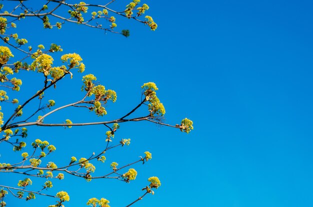 Brotes florecientes de un arce de árbol, arce floreciente en la primavera en un cielo despejado.