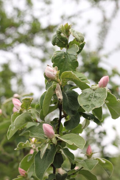 Brotes y flores en un manzano