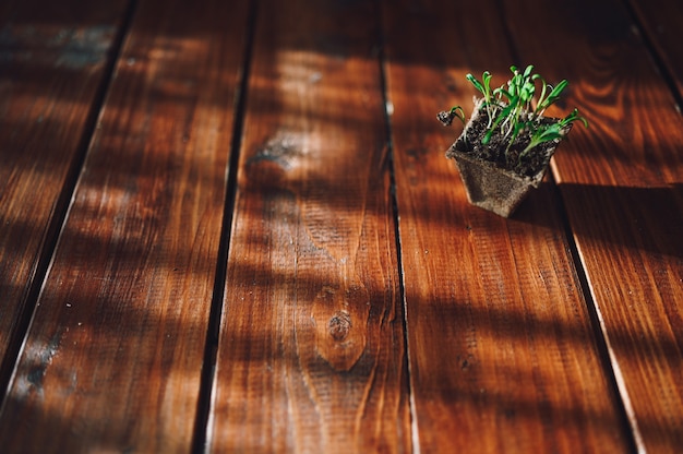 Brotes frescos, planta en maceta biodegradable. Eco jardinería en casa