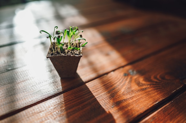 Brotes frescos, planta en maceta biodegradable. Eco jardinería en casa