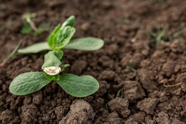 Brotes de frijol en el suelo a partir de una semilla Huerta agricultura negocio rural