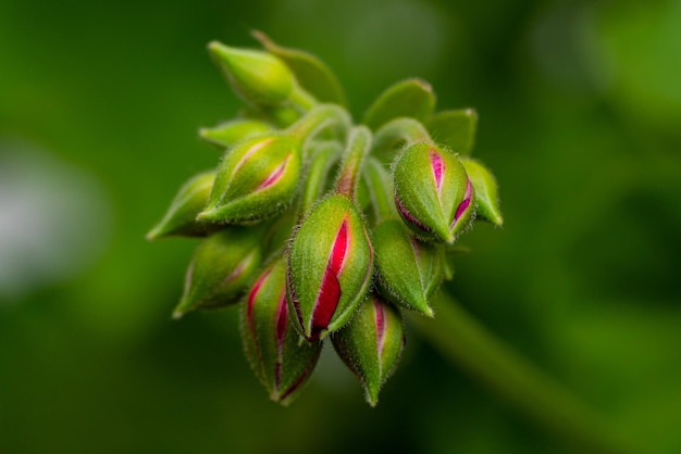 Brotes de geranio semifloreciente sobre un fondo verde