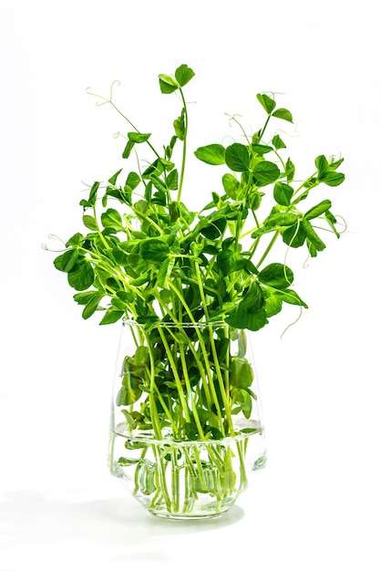 Brotes de un guisante joven Ingrediente alimentario fresco para un estilo de vida saludable