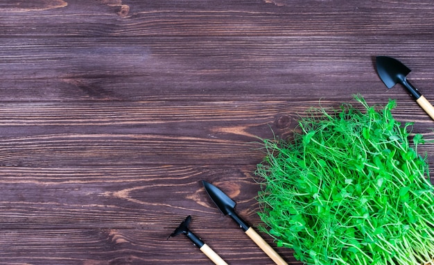 Brotes de guisante verde sobre un fondo oscuro con textura de madera con herramientas de jardín